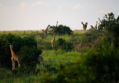 Waarom Oeganda de bijnaam ‘de parel van Afrika’ draagt