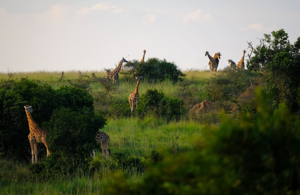 Waarom Oeganda de bijnaam ‘de parel van Afrika’ draagt